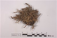 藏品(球粉衣屬 )的圖片